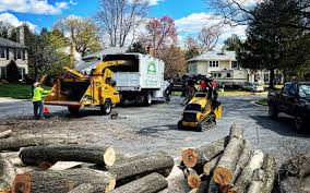 Best Tree Maintenance Programs  in St Martins, MO