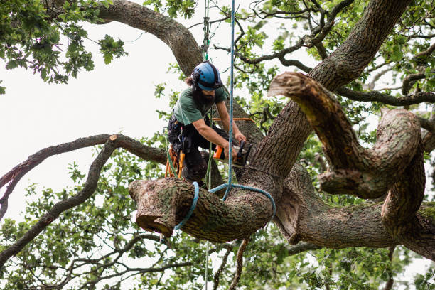 Best Tree Health Inspection  in St Martins, MO