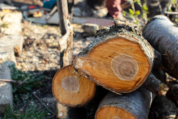 Best Emergency Tree Removal  in St Martins, MO