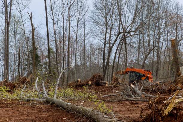 Best Tree Removal  in St Martins, MO