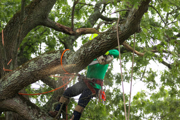 Best Hedge Trimming  in St Martins, MO