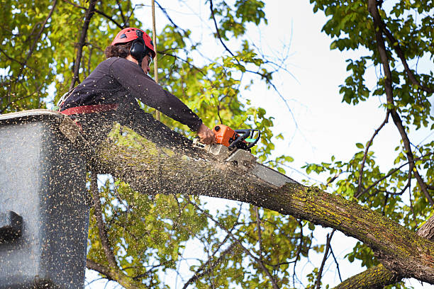 Best Fruit Tree Pruning  in St Martins, MO