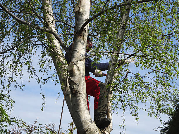 Best Tree and Shrub Care  in St Martins, MO