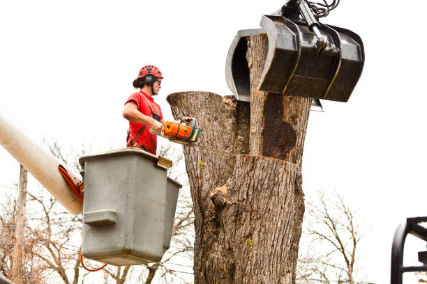 Best Palm Tree Trimming  in St Martins, MO